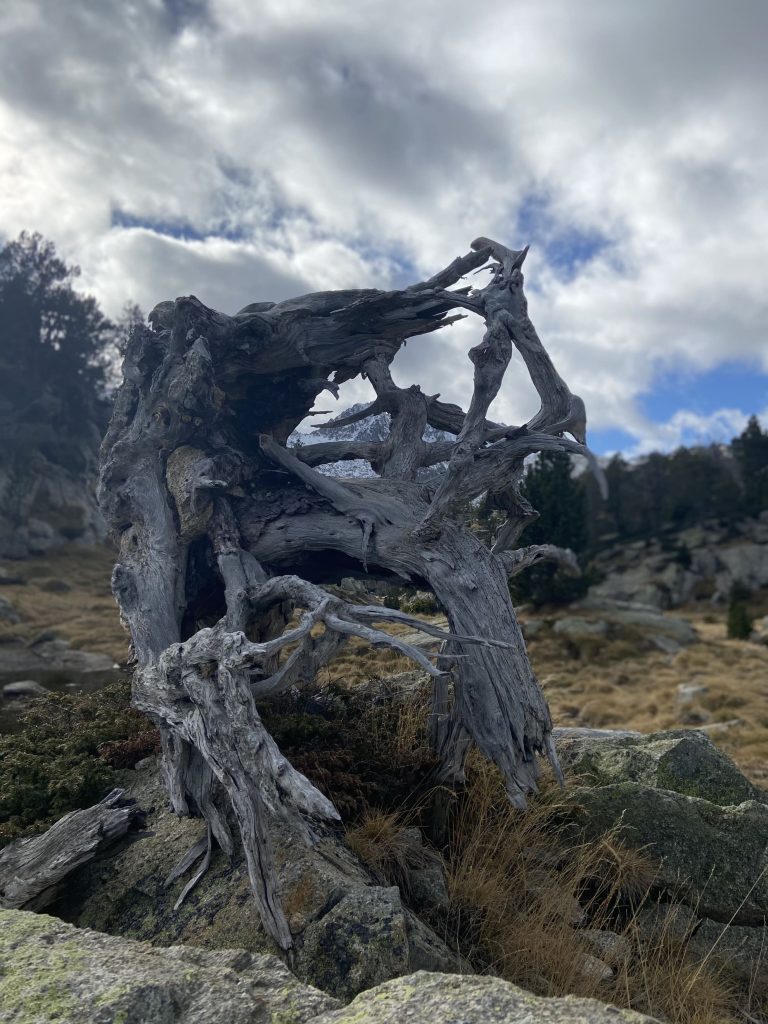 Soca recargolada del Parc nacional d'Aigüestortes i Estany de Sant Maurici - Apartaments Les Picardes - Espot