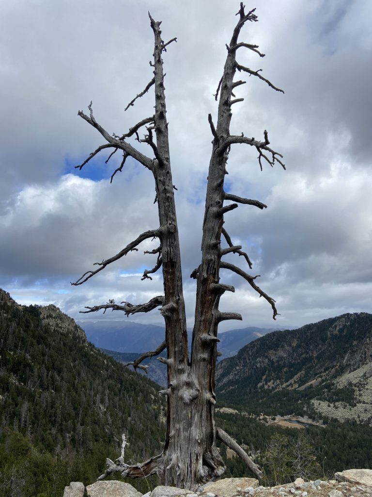 Arbre mort Vistes Parc nacional d'Aigüestortes i Estany de Sant Maurici - Apartaments Les Picardes - Espot